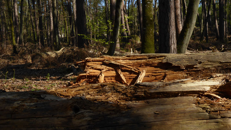 Forêt de Fontainebleau, prise avec le Panasonic TZ60, 04 2014. Ph. Moctar KANE.