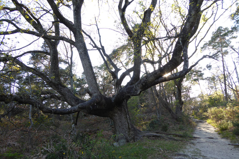 Forêt de Fontainebleau, prise avec le Panasonic TZ60, 04 2014. Ph. Moctar KANE.