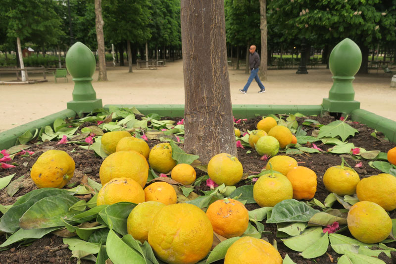 Le Jardin des Tuileries, un jour de pluie, Paris 05 2016. Ph. Moctar KANE.