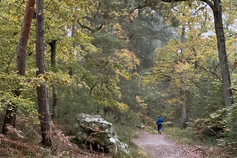 Randonnée d'automne en Forêt de Fontainebleau, 11 2022, Ph. Moctar KANE.